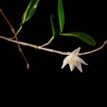 Gorgeous white Pigeon Orchid (Dendrobium crumenatum) with yellow core, strikingly photographed against a black backdrop.