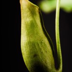Captivating close-up of green Nepenthes pitcher plant, elegantly photographed against a black backdrop.