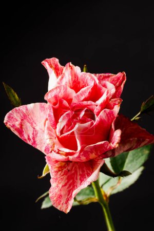 Im fesselnden Kontrast vor schwarzem Hintergrund eine Nahaufnahme der blühenden Ferdinand-Pichard-Rose (Rosa 'Ferdinand Pichard'), die in kräftigem Rot mit zarten weißen Batikmustern geschmückt ist.