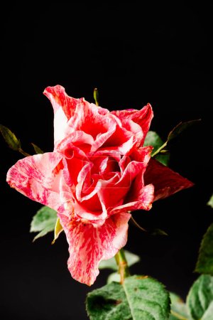 Im fesselnden Kontrast vor schwarzem Hintergrund eine Nahaufnahme der blühenden Ferdinand-Pichard-Rose (Rosa 'Ferdinand Pichard'), die in kräftigem Rot mit zarten weißen Batikmustern geschmückt ist.