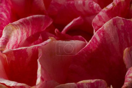 En el cautivador contraste contra un fondo negro, un primer plano de la floreciente rosa Ferdinand Pichard (Rosa 'Ferdinand Pichard'), adornada en vibrante rojo con delicados patrones batik blancos.
