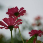 A captivating shot of Zinnia flowers, captured from below against the sky, resembling towering spires. (Zinnia elegans)