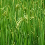 A budding rice plant with vibrant green leaves, scientifically known as Oryza sativa.