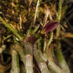 A fresh shoot from a Dendrobium orchid plant emerging near the roots and a mature purple stem. The shoot is initially purple but will soon turn green as it grows. The scientific name for this orchid is Dendrobium nobile.