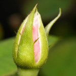 The tip of a rosebud, scientifically known as Rosa, shows a vibrant green with hints of emerging pink petals. The fresh, tightly closed bud holds the promise of a beautiful bloom, with a few delicate petals already peeking through.