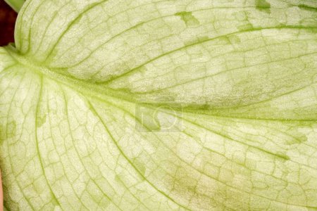 A close-up shot of a light green leaf surface from the Scindapsus plant, with a smooth texture and subtle variegation. The natural pattern highlights the botanical charm of this Epipremnum genus species.