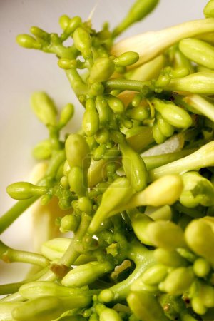 Photo for A close-up of a pile of fresh, raw papaya flowers (Carica papaya), mostly green with white tips, some still in bud form while others have bloomed. These flowers are commonly used in cooking, adding a unique flavor to various dishes. - Royalty Free Image