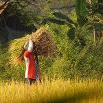 A farmer carrying a bundle of harvested rice on his shoulder in the paddy field, epitomizing the toil and bounty of the harvest season.