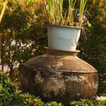 Water plants cultivated in plastic buckets placed atop large clay pots, enhancing the garden's corner with a touch of greenery.