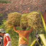 A farmer carrying a bundle of harvested rice in the paddy field, epitomizing the toil and bounty of the harvest season.