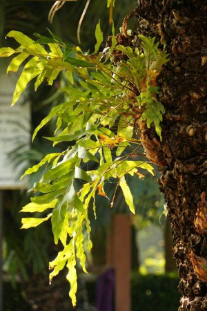 Eine Traube frischgrüner Aglaomorpha fortunei Pflanzen, die sich an einen Stamm von Cycas rumphii klammern und die Harmonie der Natur unterstreichen. Dieses Foto verleiht jedem Dekor einen Hauch von üppiger, tropischer Schönheit.