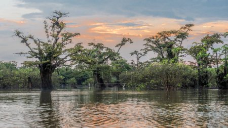 Téléchargez les photos : Coucher de soleil crépuscule ciel contre un macrolobium acaciifolium solitaire recouvert d'épiphytes et réfléchissant dans les eaux calmes des marais igapo de la Laguna Grande dans le parc national amazonien Cuyabeno Équateur - en image libre de droit