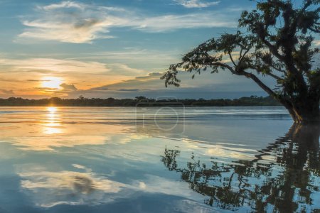 Téléchargez les photos : Magnifique coucher de soleil sur le paysage au bord du lac de la Laguna Grande avec un Macrolobium en silhouette et de belles couleurs reflétant dans l'eau calme - Parc national amazonien Cuyabeno Équateur - en image libre de droit