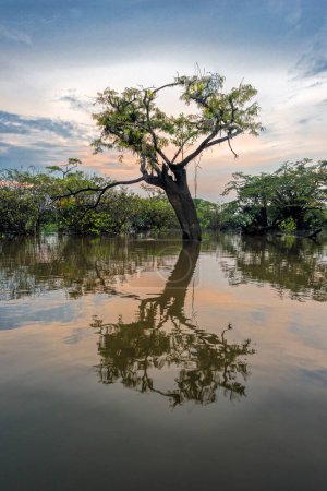 Téléchargez les photos : Coucher de soleil crépuscule ciel contre un macrolobium acaciifolium solitaire recouvert d'épiphytes et réfléchissant dans les eaux calmes des marais igapo de la Laguna Grande dans le parc national amazonien Cuyabeno Équateur - en image libre de droit