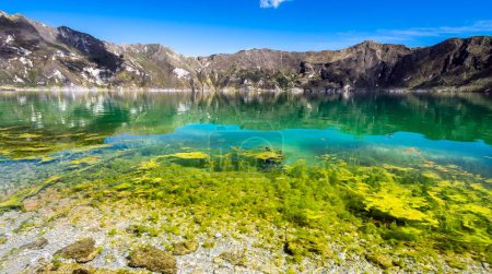 Téléchargez les photos : Shore shot of algae, clear water and the emerald green lake of the Quilotoa volcanic caldera with a beautiful blue sky. This beautiful lake is located 3800 meters above sea level at the bottom of an ancient volcanic caldera - en image libre de droit