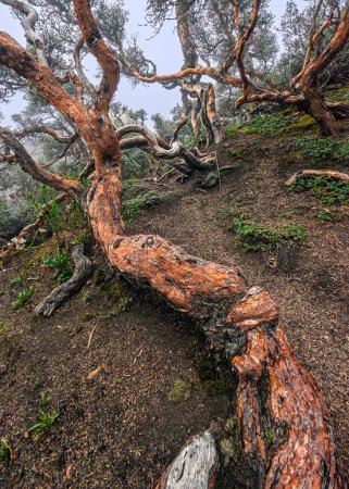 Foto de Árbol de Polylepis perenne tronco en las laderas rocosas del volcán Chimborazo. Los árboles de Polylepis forman vegetación abierta y arbustiva en las laderas de los volcanes de los Andes a menudo ocultos en barrancos de arroyos, campos de rocas o terrenos rocosos escarpados - Imagen libre de derechos