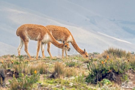 Foto de Pareja de vicugnas pastando pacíficamente a 4350 m de altitud en las laderas del volcán Chimborazo. Las vicugnas son parientes de la llama, pero mucho más delicadas y elegantes. Son el ancestro salvaje de las alpacas domesticadas - Imagen libre de derechos