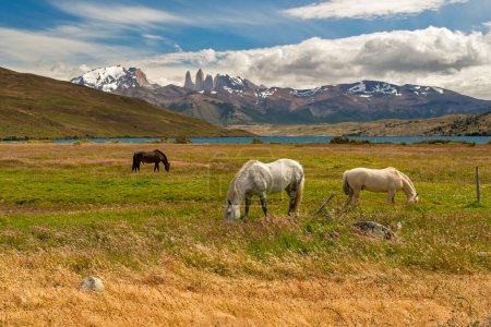 Téléchargez les photos : Deux chevaux blancs pâturant et se reposant dans les prairies au pied de la chaîne de montagnes Torres del Paine avec le massif Paine Grande, le Cuernos Del Paine et un lac en arrière-plan - en image libre de droit
