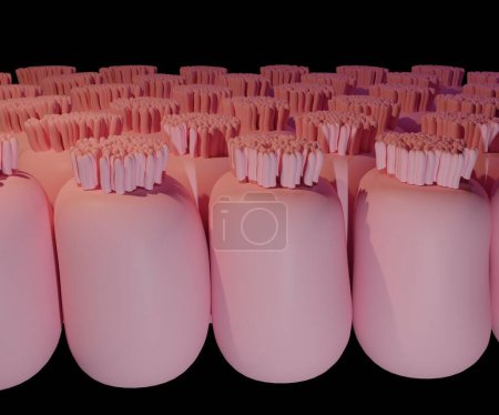 Foto de Las vellosidades intestinales tienen muchas microvellosidades que se proyectan desde los enterocitos de su epitelio 3d renderizado - Imagen libre de derechos