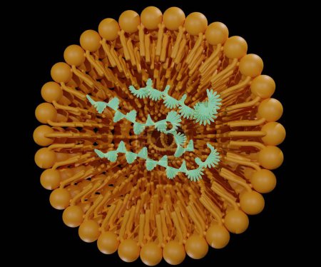 Foto de Los liposomas se utilizan para entregar eficientemente moléculas de carga como el siRNA, el mRNA o el ARN en las células in vitro e in vivo. 3D renderizado - Imagen libre de derechos