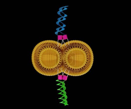 Foto de Fusión del liposoma inducida por interacción de los péptidos - Imagen libre de derechos