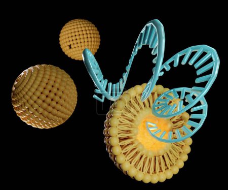Photo for Liposomes are used to efficiently deliver cargo molecules such as siRNA, mRNA, or RNA into cells in vitro and in vivo 3d rendered - Royalty Free Image