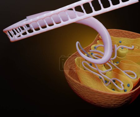 Photo for 3D Mitochondrial DNA is the small circular chromosome found inside mitochondria - Royalty Free Image