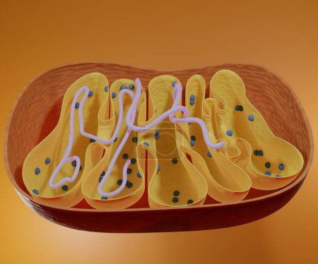 Foto de ADN mitocondrial 3D es el pequeño cromosoma circular que se encuentra dentro de las mitocondrias - Imagen libre de derechos