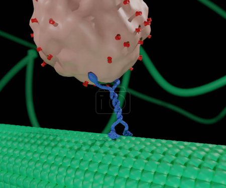 Téléchargez les photos : Les enzymes ATPases au fur et à mesure que les kinesines se déplacent le long des filaments des microtubules et sont alimentées par l'hydrolyse de l'adénosine triphosphate ou du rendu ATP 3d - en image libre de droit