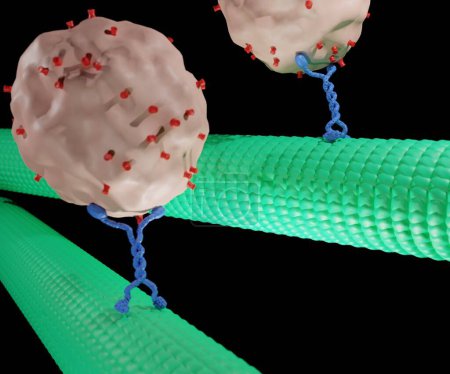 Foto de Enzima ATPasas como cinesinas se mueven a lo largo de filamentos de microtúbulos, y son alimentados por la hidrólisis de trifosfato de adenosina o ATP 3d renderizado - Imagen libre de derechos