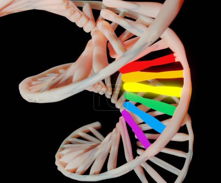 Photo for Gay gene on the DNA strand. Rainbow DNA. 3d rendering - Royalty Free Image
