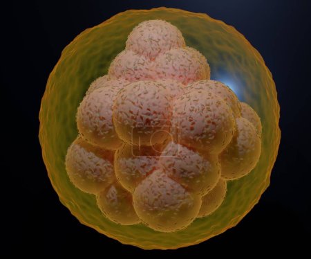 Eine Morula ist ein Embryo im Frühstadium, der aus 16 Zellen besteht. Blastomere nannte man das. in einer soliden Kugel, die in der Zona pellucida 3D-Darstellung enthalten ist