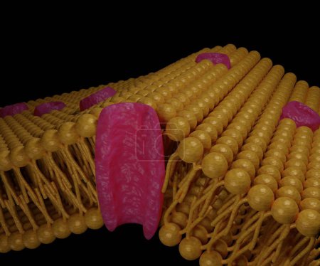 Photo for Isolated structure of aquaporins or water channels on the lipid bilayer membrane - Royalty Free Image