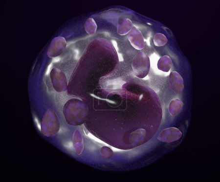 Los basófilos son un tipo de glóbulo blanco en el fondo negro 3d representación