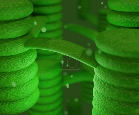 Téléchargez les photos : Organites chloroplastiques, structure à l'intérieur des cellules des plantes ou équarrissage 3d des algues - en image libre de droit
