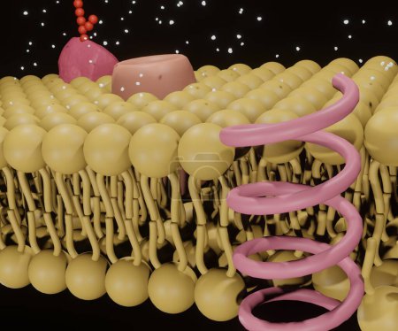 Photo for Isolated structure of proteins channels on the lipid bilayer membrane 3d rendering - Royalty Free Image