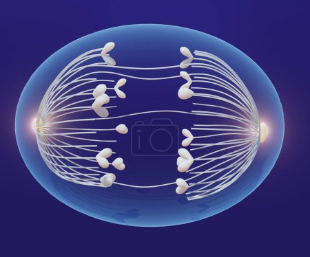 Photo for A cell during anaphase. astral microtubules generate forces that stretch the cell into an oval 3d rendering - Royalty Free Image