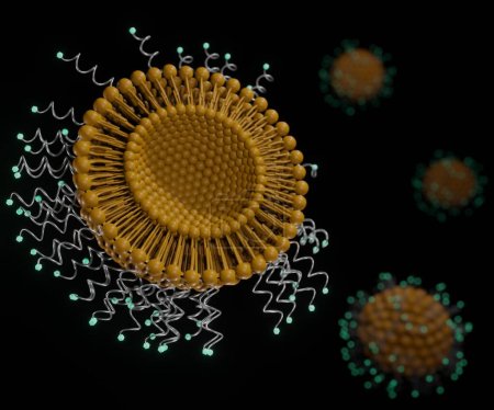 Photo for The attachment of specific antibodies to the surface of the liposomes makes them able to bind to cells and to subsequently be internalised by the cells. Protein conjugated liposome - Royalty Free Image