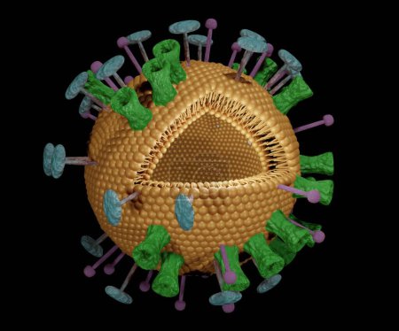 Photo for Virosome is a drug or vaccine delivery mechanism consisting of phospholipid bilayer membrane virus derived proteins to allow the virosomes to fuse with target cells 3d rendering - Royalty Free Image