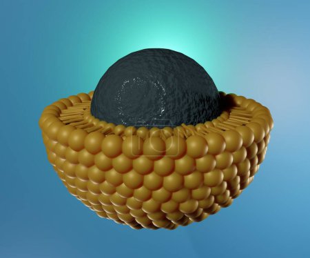Foto de Isolated liposomes nutrient contained in the aqueous solution 3d rendering - Imagen libre de derechos