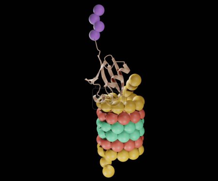 Téléchargez les photos : Protéasome isolé avec protéine conjuguée à l'ubiquitine rendu 3d - en image libre de droit