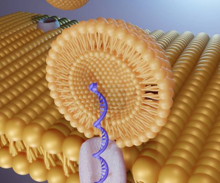 Téléchargez les photos : Liposome RNA transfer into cell's membrane 3d rendering - en image libre de droit