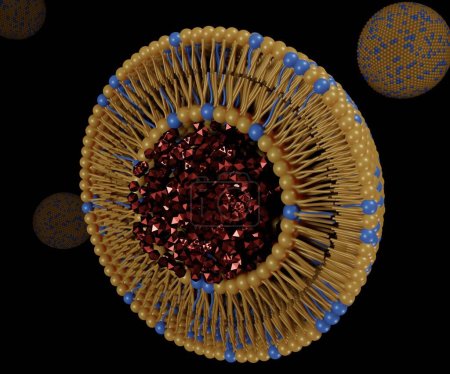 Photo for Transferosomes structure are vesicular carrier systems that enclosed by a lipid bilayer, together with an edge activator 3d rendering - Royalty Free Image