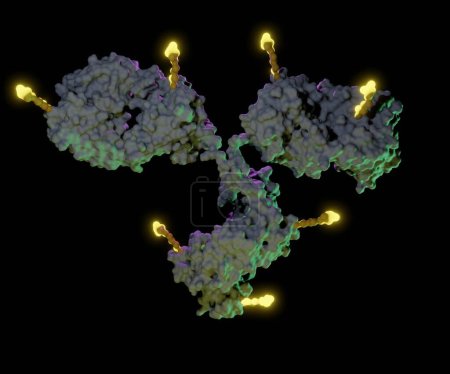 Antibody drug conjugates (ADCs) are targeted medicines that deliver chemotherapy agents to cancer cells 3d rendering