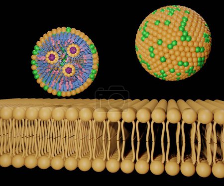 Téléchargez les photos : Isolated Lipid Nanoparticles for Organ-Specific mRNA on the cell's lipid bilayer membrane 3d rendering - en image libre de droit