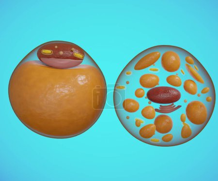 Photo for Brown fat cell also called brown adipose tissue side to side with white fat cell 3d rendering - Royalty Free Image
