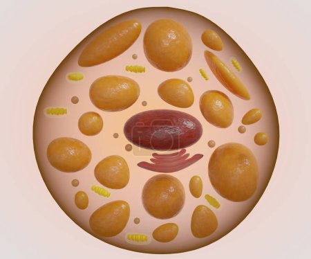 Téléchargez les photos : Isolated brown fat, also called brown adipose tissue 3d rendering - en image libre de droit