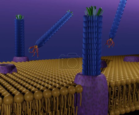 Photo for Life cycle of filamentous bacteriophage M13 in phospholipid bilayers 3d rendering - Royalty Free Image