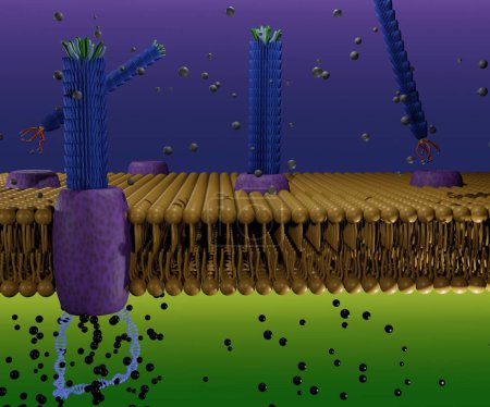 Photo for Life cycle of filamentous bacteriophage M13 in phospholipid bilayers 3d rendering - Royalty Free Image