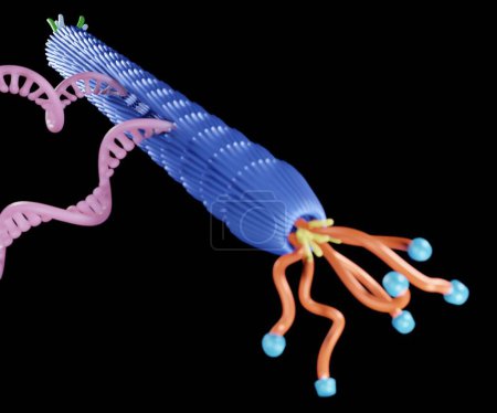 Téléchargez les photos : DNA of filamentous M13 phage virus  3d rendering - en image libre de droit